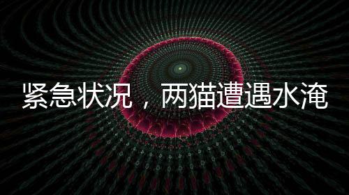 緊急狀況，兩貓?jiān)庥鏊蛶?，欠繳費(fèi)用達(dá)539元