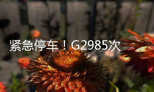 緊急停車！G2985次動車臨停破例救人，上演生命接力賽