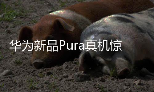 華為新品Pura真機(jī)驚艷亮相，科技美學(xué)的全新詮釋