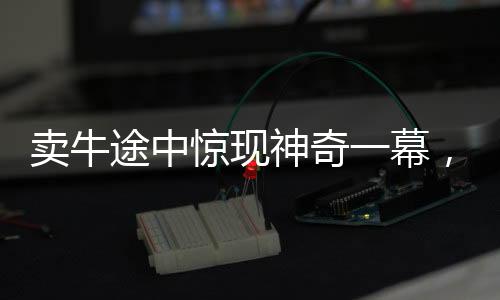 賣牛途中驚現(xiàn)神奇一幕，牛向主人下跪，引發(fā)深思