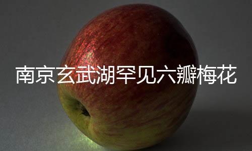 南京玄武湖罕見六瓣梅花盛開，展現(xiàn)自然之美