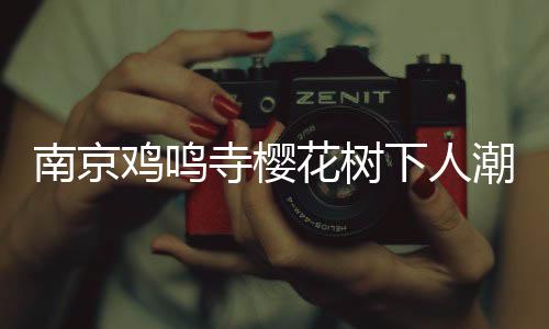 南京雞鳴寺櫻花樹下人潮涌動，游客如織