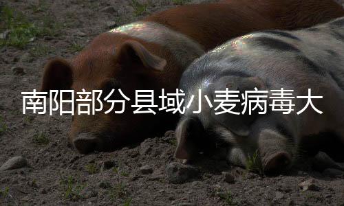 南陽(yáng)部分縣域小麥病毒大爆發(fā)？謠言！