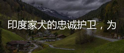 印度家犬的忠誠護衛(wèi)，為護主纏斗毒蛇至死方休