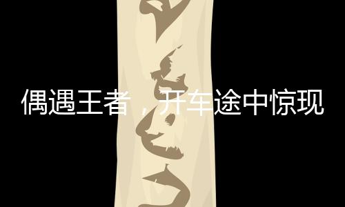 偶遇王者，開車途中驚現(xiàn)野生東北虎