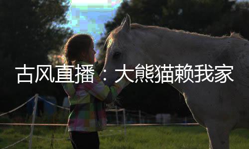 古風(fēng)直播：大熊貓賴我家不走了！