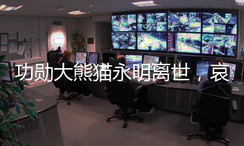 功勛大熊貓永明離世，哀悼傳奇熊貓的一生