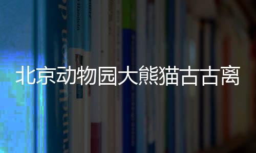 北京動(dòng)物園大熊貓古古離世，引發(fā)各界哀悼