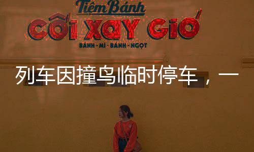列車(chē)因撞鳥(niǎo)臨時(shí)停車(chē)，一次意料之外的行車(chē)插曲