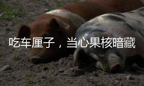 吃車?yán)遄?，?dāng)心果核暗藏風(fēng)險——食用指南與注意事項揭秘