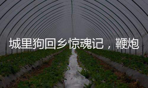 城里狗回鄉(xiāng)驚魂記，鞭炮嚇得要開車離去