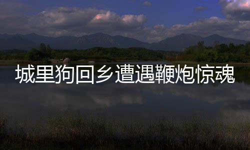 城里狗回鄉(xiāng)遭遇鞭炮驚魂，駕車逃離成新話題
