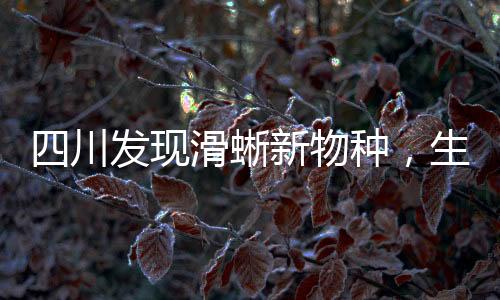 四川發(fā)現(xiàn)滑蜥新物種，生物多樣性再添絢爛一筆