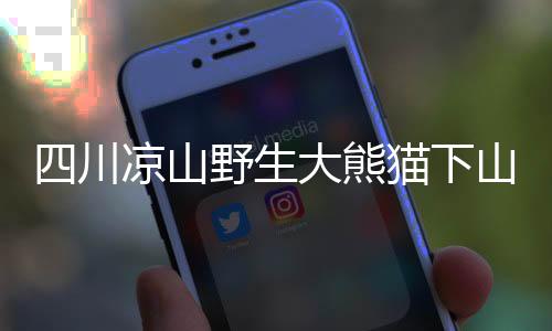 四川涼山野生大熊貓下山探訪村落，人與自然和諧共生的美麗瞬間