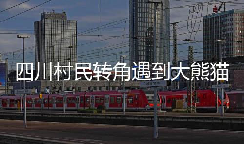 四川村民轉(zhuǎn)角遇到大熊貓，一段人與自然和諧共生的美麗邂逅