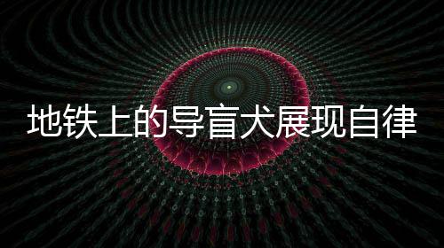 地鐵上的導盲犬展現(xiàn)自律與溫順，讓人動容