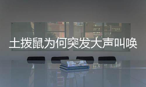土撥鼠為何突發(fā)大聲叫喚？探索其行為背后的奧秘