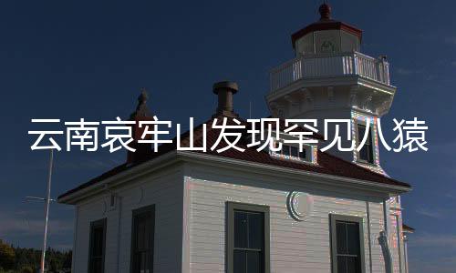 云南哀牢山發(fā)現(xiàn)罕見八猿同框奇觀，一次生態(tài)保護的驚喜