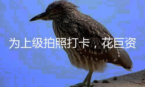 為上級拍照打卡，花巨資打造番薯藝術(shù)田——現(xiàn)場觀察與深度解讀
