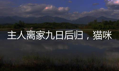 主人離家九日后歸，貓咪惹事水淹廁所，驚現(xiàn)巨額欠費(fèi)