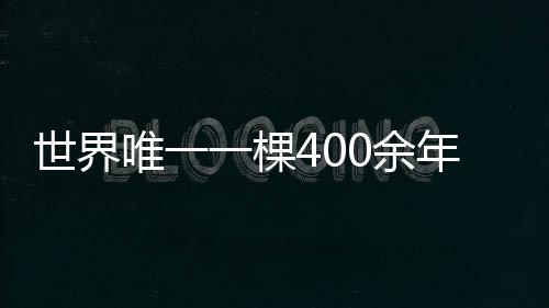 世界唯一一棵400余年古旱蓮又開花了，奇跡再現(xiàn)自然界