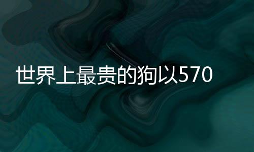 世界上最貴的狗以570萬(wàn)美元成交，刷新記錄
