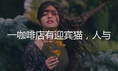 一咖啡店有迎賓貓，人與自然的和諧共生展現(xiàn)溫暖故事