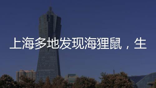 上海多地發(fā)現(xiàn)海貍鼠，生態(tài)新觀察