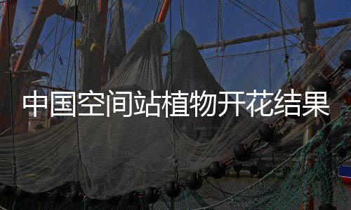 中國空間站植物開花結(jié)果、斑馬魚培養(yǎng)等太空實(shí)驗(yàn)獲重要進(jìn)展