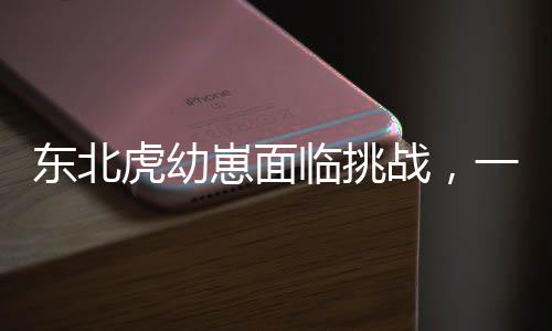 東北虎幼崽面臨挑戰(zhàn)，一次醫(yī)療打針經(jīng)歷引發(fā)的關(guān)注