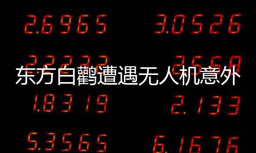 東方白鸛遭遇無人機(jī)意外襲擊，雙雙生命遭受重創(chuàng)
