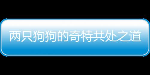 兩只狗狗的奇特共處之道，吵架不息，同床共枕