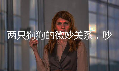 兩只狗狗的微妙關(guān)系，吵架后依然同榻而眠