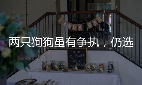 兩只狗狗雖有爭執(zhí)，仍選擇共眠——和諧共處中的矛盾與友情