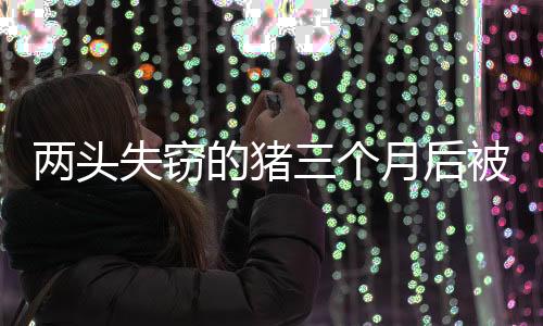 兩頭失竊的豬三個(gè)月后被找回，神奇增重100斤
