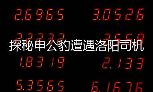 探秘申公豹遭遇洛陽司機，跨界相遇背后的故事