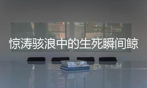 驚濤駭浪中的生死瞬間鯨魚吞噬再吐出的驚險(xiǎn)一幕！人類奇跡逃生之旅揭秘！