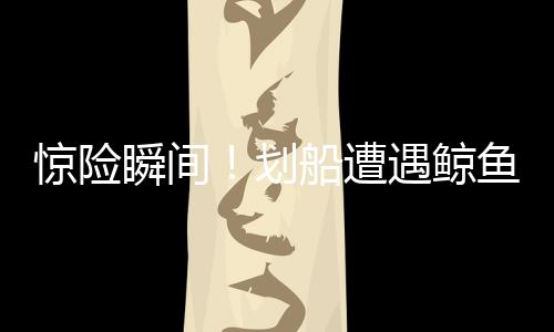 驚險瞬間！劃船遭遇鯨魚襲擊，意外經(jīng)歷讓人難以置信