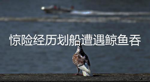 驚險經(jīng)歷劃船遭遇鯨魚吞噬又吐出的奇遇