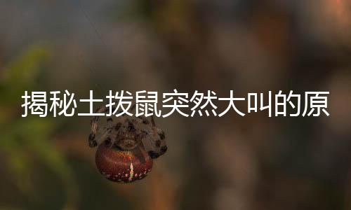 揭秘土撥鼠突然大叫的原因，探尋背后的故事與真相