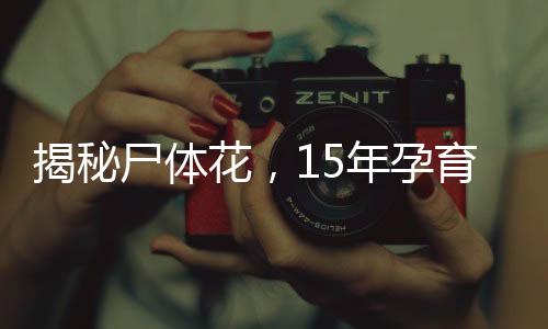 揭秘尸體花，15年孕育，首次綻放傳奇
