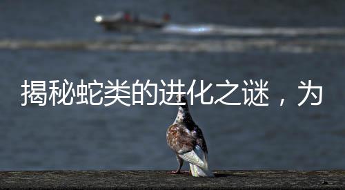 揭秘蛇類的進(jìn)化之謎，為何失去四肢？