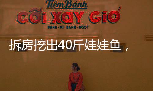 拆房挖出40斤娃娃魚，罕見發(fā)現(xiàn)引發(fā)社會關(guān)注
