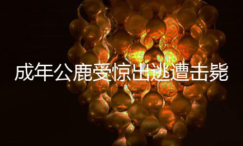 成年公鹿受驚出逃遭擊斃事件紀(jì)實(shí)
