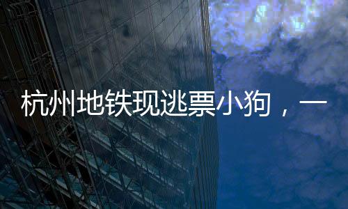 杭州地鐵現(xiàn)逃票小狗，一場趣味橫生的公共事件