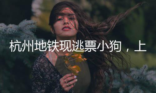 杭州地鐵現(xiàn)逃票小狗，上演人與動物的互動插曲