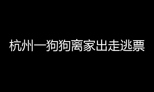 杭州一狗狗離家出走逃票上地鐵被捉，寵物與公共交通的交匯事件揭秘