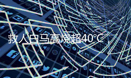 救人白馬高燒超40℃，一場(chǎng)關(guān)于生命與希望的戰(zhàn)斗
