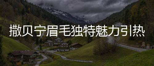 撒貝寧眉毛獨(dú)特魅力引熱議，與蠟筆小新神似現(xiàn)象探討