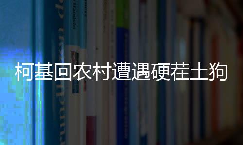 柯基回農(nóng)村遭遇硬茬土狗，一場意外的農(nóng)村犬界故事
